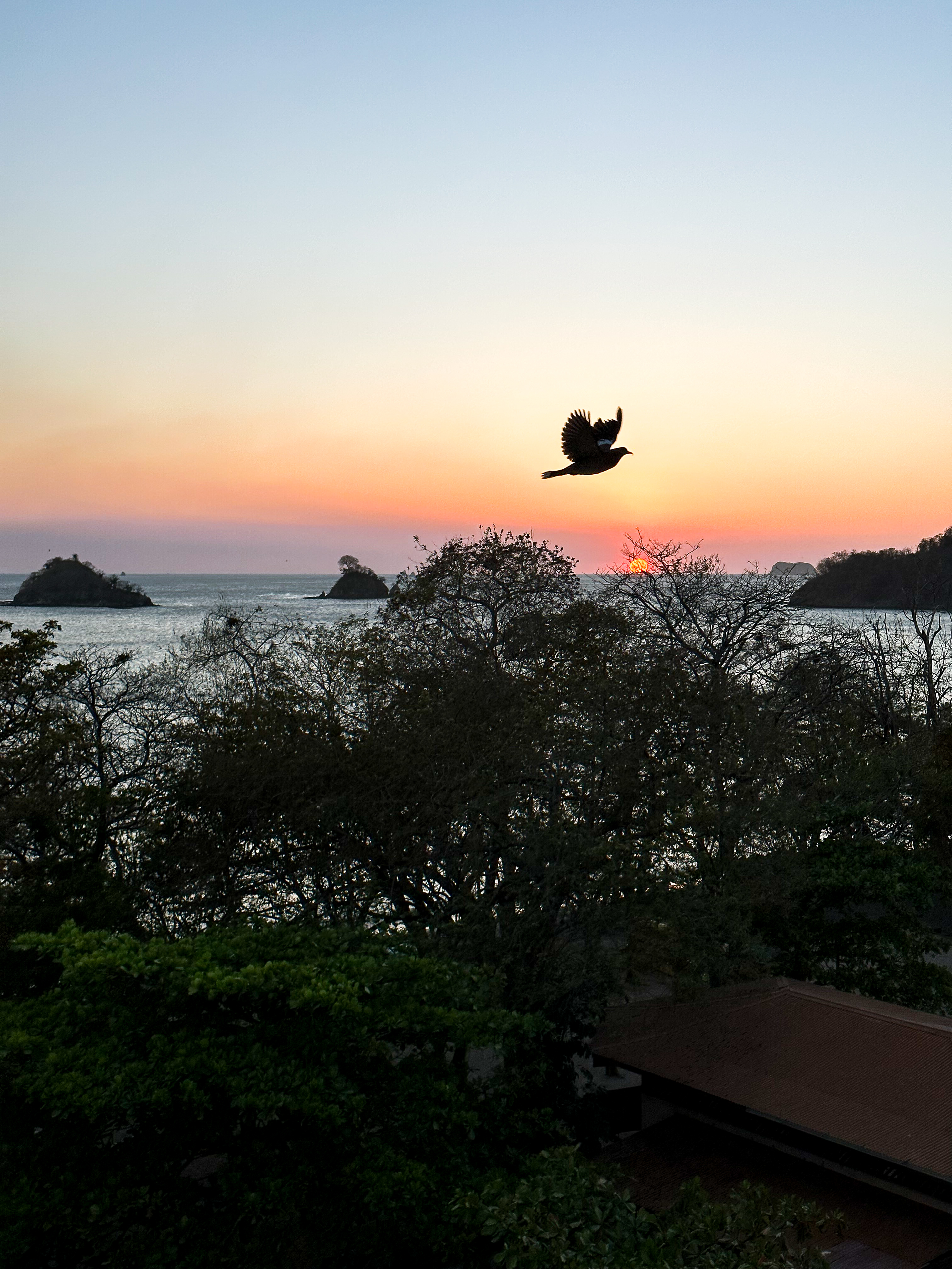 flying bird in las catalinas costa rica